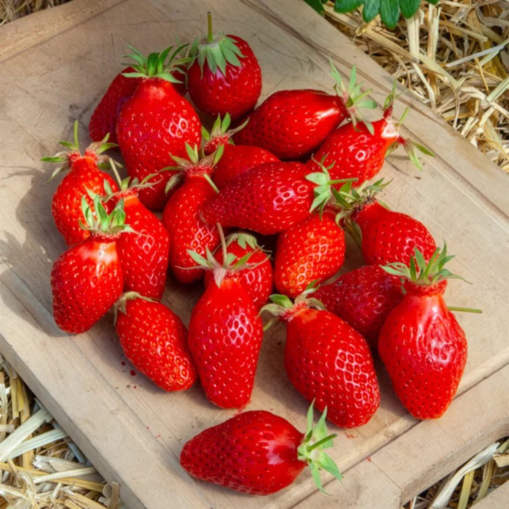 [250327_8552] Fraisier de saison gariguette - Pack 4 Plantes - 415400